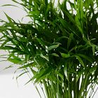 Live Neanthe Bella Palm Plant in Grow Pot