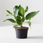 Live Ficus Audrey Plant in Grow Pot