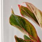 Live Aglaonema Plant w/ Grow Pot - 14"