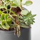 Live Assorted Succulents - Set of 10