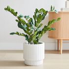 Faux Potted ZZ Plant