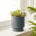 Live Assorted Succulents - Set of 10