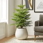 Live Norfolk Island Pine Plants