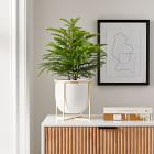 Live Norfolk Island Pine Plants