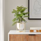 Live Norfolk Island Pine Plants