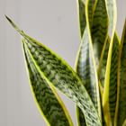 Live Sansevieria Plant w/ Grow Pot - 24"