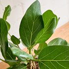 Live Ficus Audrey Plant in Grow Pot