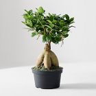 Live Bonsai Plant in Grow Pot