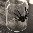 Glass Spider Vases