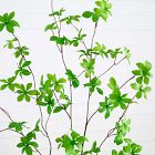 Faux Potted Minimalist Enkianthus Tree