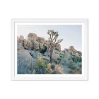 Joshua Tree Framed Print by Morgan Ashley