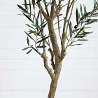 Faux Potted Greco Olive Tree