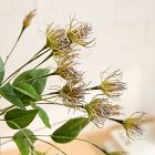 Clematis Pods Bundle