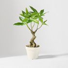 Faux Potted Money Plant