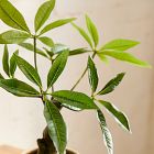 Faux Potted Money Plant