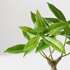 Faux Potted Money Plant