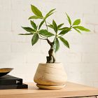 Faux Potted Money Plant