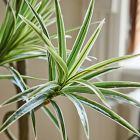 Faux Potted Dracaena