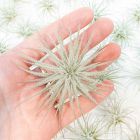 Fuzzy Tillandsia Tectorum Air Plant - Small