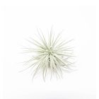 Fuzzy Tillandsia Tectorum Air Plant - Small