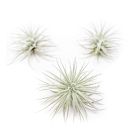 Fuzzy Tillandsia Tectorum Air Plant - Small