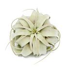 Xerographica Air Plant - Medium