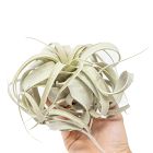 Xerographica Air Plant - Medium