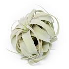 Xerographica Air Plant - Medium