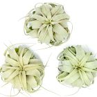 Xerographica Air Plant - Medium