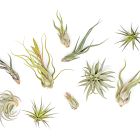 Live Beginner-Friendly Tillandsia Air Plant Assortment (Set of 10)