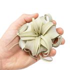 Silver &amp; Green Xerographica Seedling Pack