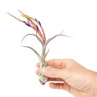 Live Tillandsia Caput Medusae Air Plants (Set of 5)
