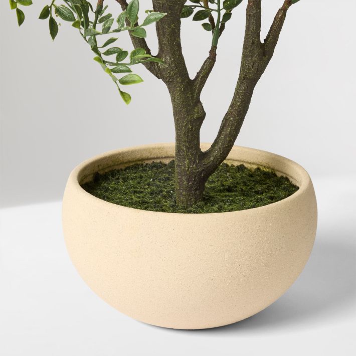 indoor ficus bonsai Ficus Ginseng – Sculptural Indoor Bonsai Tree – Happy Houseplants main image 1
