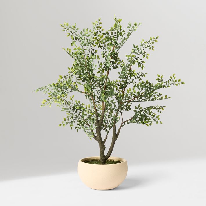 salix integra bonsai Salix integra 'Flamingo' | Outdoor Plant main image 1