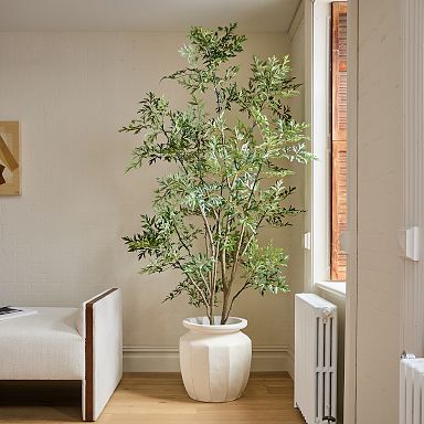 Large Plants & Trees | West Elm