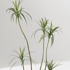 Faux Potted Dracaena