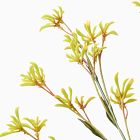 Faux Kangaroo Paw Branch