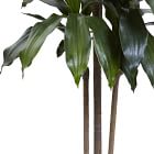 Faux Dracaena Marginata Plant (5')