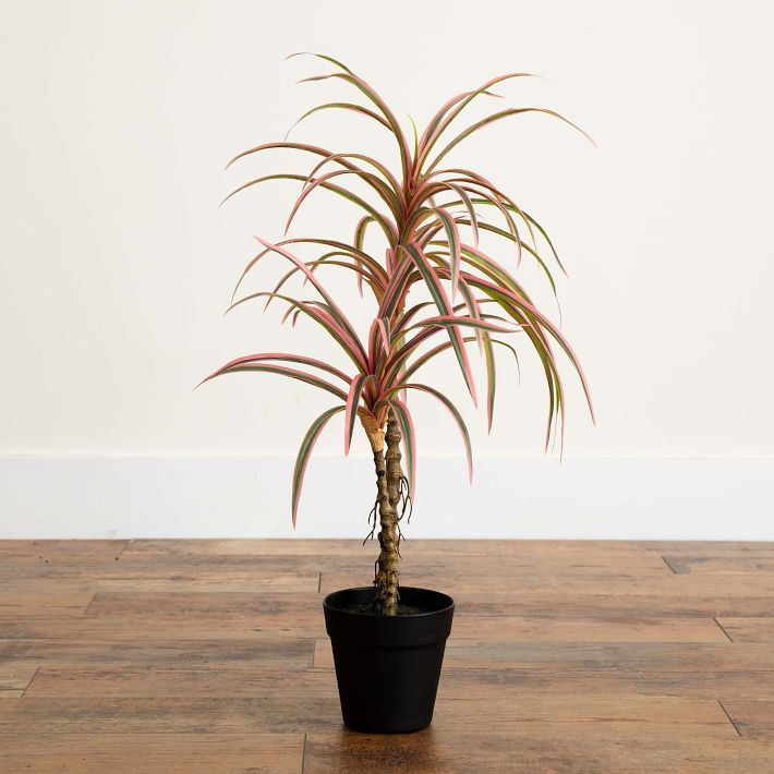 Faux Pink Dracaena Marginata Plant 2' | West Elm