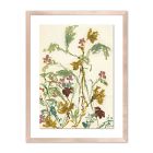Meadow Rue 1 Framed Wall Art by Shaina Page