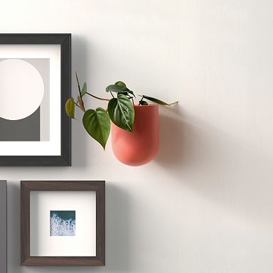 best pot for philodendron birkin Philodendron Birkin Plant 'White Measure' main image 0