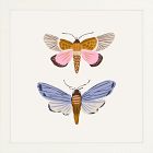 Moths Framed Wall Art by Sally Murphy Design