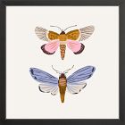Moths Framed Wall Art by Sally Murphy Design