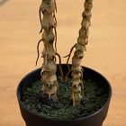 Faux Pink Dracaena Marginata Plant (2')