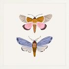 Moths Framed Wall Art by Sally Murphy Design