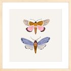 Moths Framed Wall Art by Sally Murphy Design