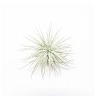White Fuzzy Tillandsia Tectorum - Mini