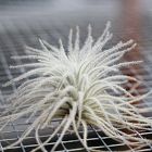 Live Tillandsia Tectorum Air Plant