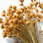 Dried Hill Flower Stems