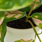 Faux Potted Hoya Plant